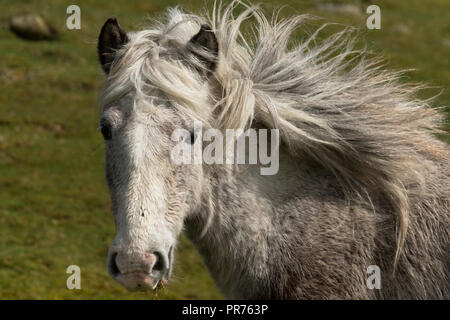Wilde Wilde Eriskay Ponys Pferde auf der heiligen Insel, in Schottland, in Nordeuropa Stockfoto