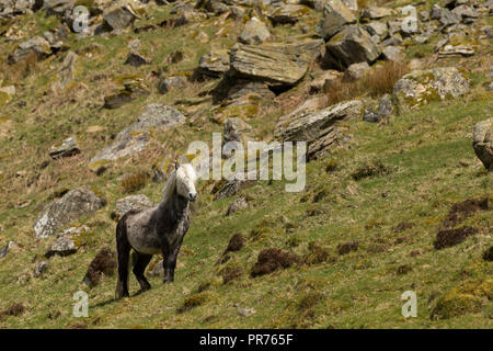 Wilde Wilde Eriskay Ponys Pferde auf der heiligen Insel, in Schottland, in Nordeuropa Stockfoto