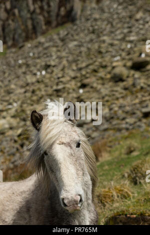 Wilde Wilde Eriskay Ponys Pferde auf der heiligen Insel, in Schottland, in Nordeuropa Stockfoto