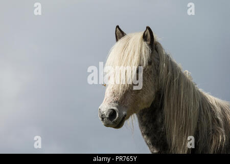 Wilde Wilde Eriskay Ponys Pferde auf der heiligen Insel, in Schottland, in Nordeuropa Stockfoto