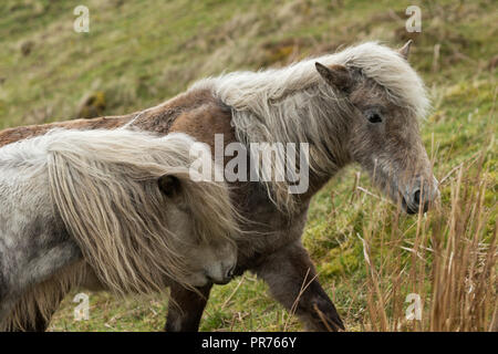 Wilde Wilde Eriskay Ponys Pferde auf der heiligen Insel, in Schottland, in Nordeuropa Stockfoto