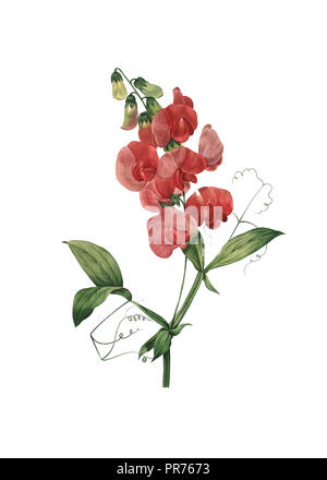 Abbildung aus dem 19. Jahrhundert ein immerwährendes Sweet Pea. Kupferstich von Pierre-Joseph Redoute. In Choix Des Plus Belles Fleurs, Paris (1827) veröffentlicht. Stockfoto