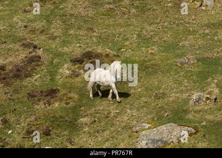 Wilde Wilde Eriskay Ponys Pferde auf der heiligen Insel, in Schottland, in Nordeuropa Stockfoto