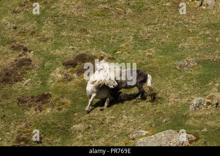Wilde Wilde Eriskay Ponys Pferde auf der heiligen Insel, in Schottland, in Nordeuropa Stockfoto