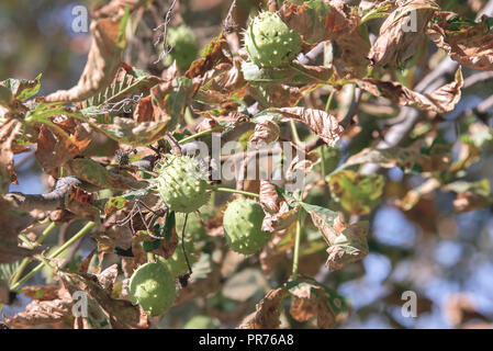 Unreife Kastanien, auf einem Baum, im Herbst vor der Ernte Stockfoto