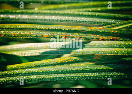 Zahlreiche Tropfen Morgentau hängen die Blätter von grüner Segge Stockfoto