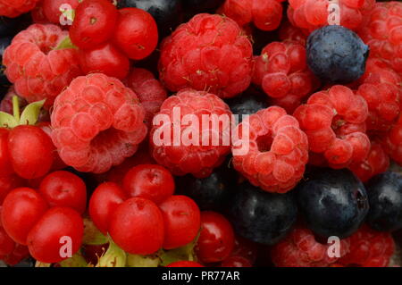 Beeren von Himbeeren und Blaubeeren reif, lecker und schön berry Muster Stockfoto