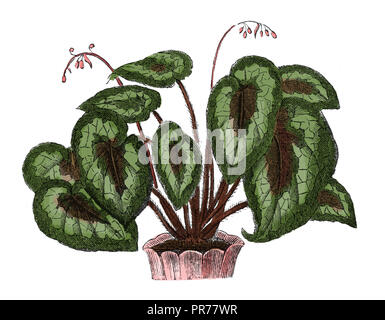 19 Abbildung: Begonia Rex. In systematischer Bilder-Atlas zum Conversations-Lexikon, ikonographische Encyklopedie der Wissen veröffentlicht. Stockfoto