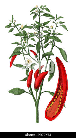 19 Abbildung: Capsicum annuum. In systematischer Bilder-Atlas zum Conversations-Lexikon, ikonographische Encyklopedie der Wi veröffentlicht. Stockfoto