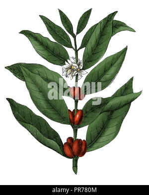 19.. Jahrhundert Illustration von Coffea arabica, bekannt als Kaffeestrub Arabiens, Bergkaffee oder arabica-Kaffee. Veröffentlicht in Systematischer Bilder- Stockfoto