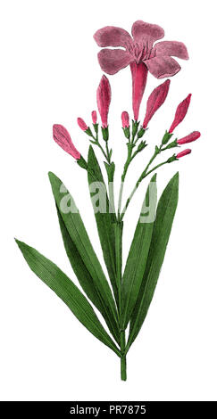 19 Abbildung: Nerium oleander, oder Oleander. In systematischer Bilder-Atlas zum Conversations-Lexikon, ikonographische Encyklo veröffentlicht. Stockfoto