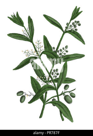 19 Abbildung: Olea europaea. In systematischer Bilder-Atlas zum Conversations-Lexikon, ikonographische Encyklopedie der Wiss veröffentlicht. Stockfoto