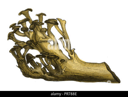 Abbildung des Pilzes Polyporus umbellatus aus dem 19.. Jahrhundert. Veröffentlicht in Systemischer Bilder-Atlas zum Conversations-Lexikon Stockfoto