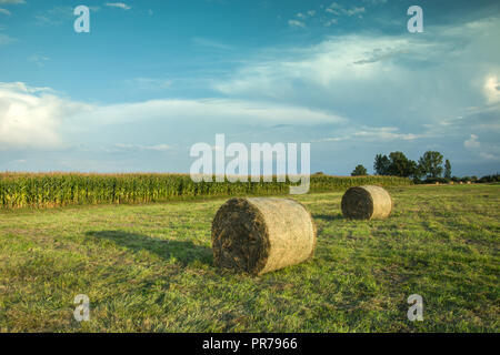 Two haystacks in the field corn Stockfoto