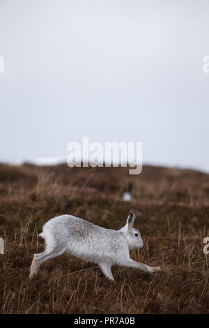 Schneehase (Lepus timidus), über die nassen Boden in den schottischen Highlands, im Winter. Stockfoto