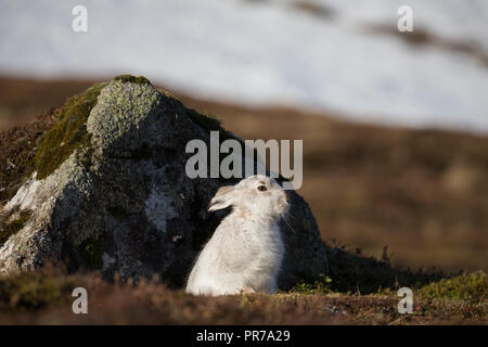 Schneehase (Lepus timidus) hinter einem Felsen sitzend, in der Form, in den schottischen Highlands im Winter. Stockfoto