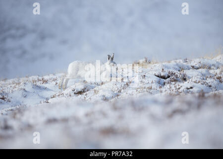 Schneehase (Lepus timidus) Bewegen durch tiefen Schnee in den schottischen Highlands. Stockfoto