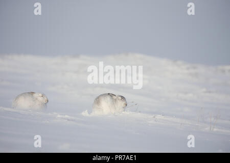 Schneehasen (Lepus timidus) sitzen im Schnee im Winter, in den schottischen Highlands. Stockfoto