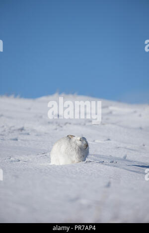 Schneehase (Lepus timidus) sitzen im Schnee im Winter, in den schottischen Highlands. Stockfoto