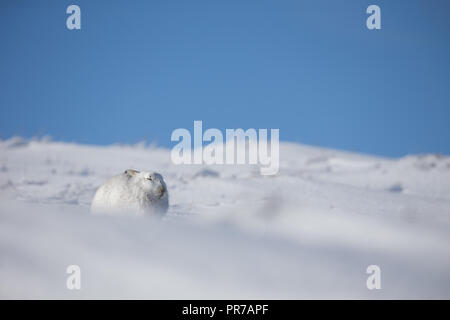 Schneehase (Lepus timidus) sitzen im Schnee im Winter, in den schottischen Highlands. Stockfoto