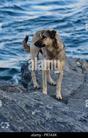 Inukai stehend auf dem felsigen Ufer des Serail Punkt, Istanbul, Türkei, Europa. Stockfoto