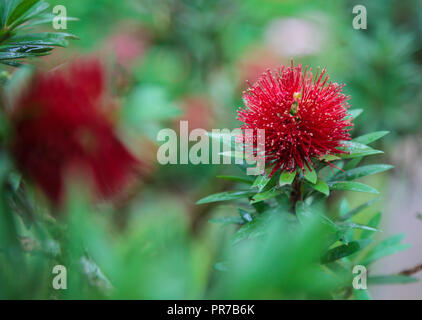 Mimosa Pudica (empfindliche Pflanze, schläfrig, shameplant, schüchtern, berühre mich nicht), rot blühende Blume, für seine Rapid plant Bewegung bekannt Stockfoto