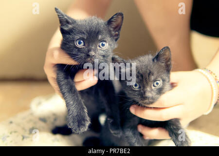 Kitten oder kleine Katzen mit blauen Augen Kätzchen oder kleine Katzen mit blauen Augen Stockfoto