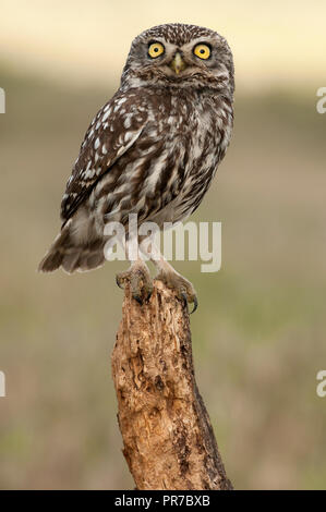 Die kleine Eule, die nächtliche Raptors, Athene noctua, thront auf einem Baumstamm, in dem die Maus jagt und kleinen Insekten Stockfoto