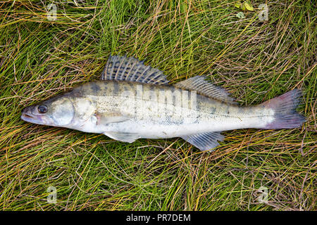 Frisch wild Fisch Zander ordentlichen liegt am Fluss Segge gefangen. Schönen und Mächtigen Fluss predator Stockfoto