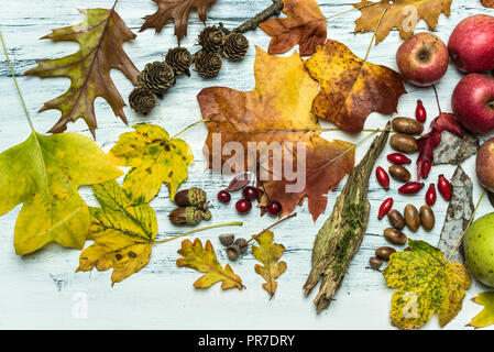 Ansicht von oben auf eine Sammlung von Herbstlaub, wilde Äpfel, Eicheln, Wild Rose Früchte, Rinde auf einem weißen Holz- Stockfoto