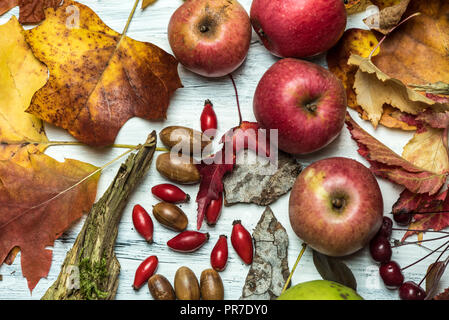 Ansicht von oben auf eine Sammlung von Herbstlaub, wilde Äpfel, Eicheln, Wild Rose Früchte, Rinde auf einem weißen Holz- Stockfoto