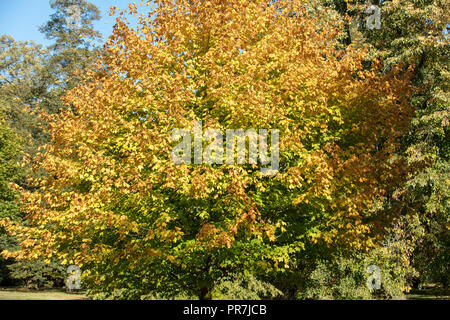 Kew, Richmond, GB. Gelb, Orange und Purpur Herbst bunte Blätter der schwarzen Sugar Maple auf eine verspätete und sonnigen September Nachmittag in Kew Gardens. Stockfoto