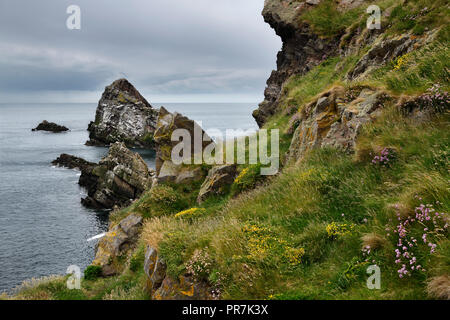 Bogen Geige Rock Quarzit sea Arch und Felsen auf einer Klippe mit Sparsamkeit Kleeblatt und Gras bei Portknockie auf der Nordsee Atlantik Schottland Großbritannien Stockfoto