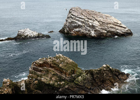 Erodiert Quarzit Meer Felsen neben Bogen Geige Rock mit Möwen und Kormorane in Moray Firth Nordsee bei portknockie Schottland Großbritannien Stockfoto