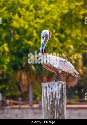 Ein Pelikan auf einen Post in Feuchtgebieten gehockt Stockfoto