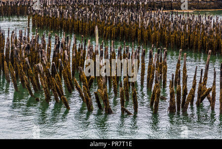 Alte Barnacle abgedeckt Pfähle in Portland, Maine Hafen Stockfoto