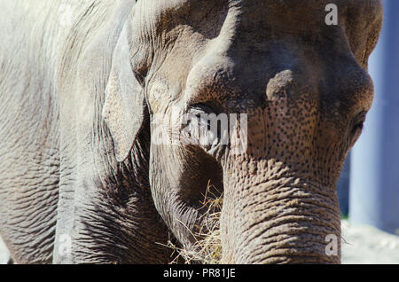 ZOO in Skopje, Skopje, R, Mazedonien. September 29, 2018 12:00 MESZ. Feier bezüglich neuer Tiere in Skopje ZOO, zwei Elefanten Dunja und Daela. Credit: Dragan Ristovski/Alamy leben Nachrichten Stockfoto