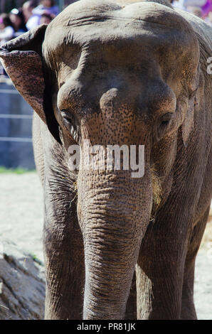 ZOO in Skopje, Skopje, R, Mazedonien. September 29, 2018 12:00 MESZ. Feier bezüglich neuer Tiere in Skopje ZOO, zwei Elefanten Dunja und Daela. Credit: Dragan Ristovski/Alamy leben Nachrichten Stockfoto