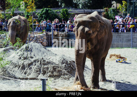 ZOO in Skopje, Skopje, R, Mazedonien. September 29, 2018 12:00 MESZ. Feier bezüglich neuer Tiere in Skopje ZOO, zwei Elefanten Dunja und Daela. Credit: Dragan Ristovski/Alamy leben Nachrichten Stockfoto