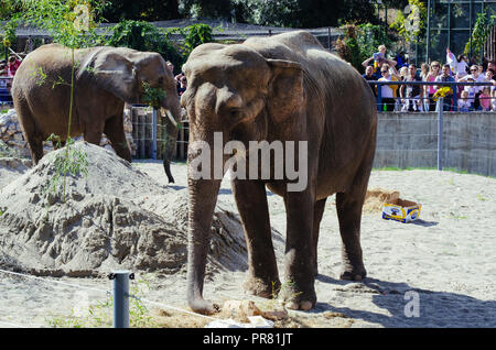 ZOO in Skopje, Skopje, R, Mazedonien. September 29, 2018 12:00 MESZ. Feier bezüglich neuer Tiere in Skopje ZOO, zwei Elefanten Dunja und Daela. Credit: Dragan Ristovski/Alamy leben Nachrichten Stockfoto