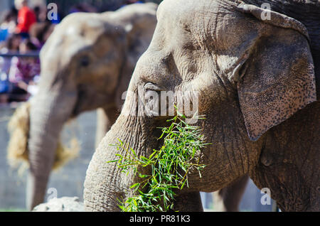 ZOO in Skopje, Skopje, R, Mazedonien. September 29, 2018 12:00 MESZ. Feier bezüglich neuer Tiere in Skopje ZOO, zwei Elefanten Dunja und Daela. Credit: Dragan Ristovski/Alamy leben Nachrichten Stockfoto