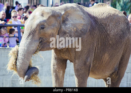 ZOO in Skopje, Skopje, R, Mazedonien. September 29, 2018 12:00 MESZ. Feier bezüglich neuer Tiere in Skopje ZOO, zwei Elefanten Dunja und Daela. Credit: Dragan Ristovski/Alamy leben Nachrichten Stockfoto