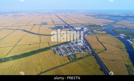 Shijiazhuang, China. 30 Sep, 2018. Luftaufnahme auf Sept. 30, 2018 zeigt Reisfelder bei Laoting Matouying County im US-Bundesstaat im Norden der chinesischen Provinz Hebei. Credit: Mu Yu/Xinhua/Alamy leben Nachrichten Stockfoto