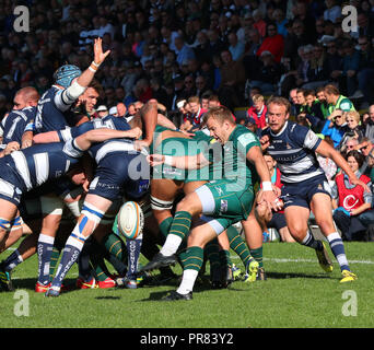 Coventry, Großbritannien. 29. September 2018. Rugby Union. Scott Steele tritt für Position während des Greene King Championship Match zwischen Coventry und London Irish rfc am Butts Park Arena, Coventry gespielt. © Phil Hutchinson/Alamy leben Nachrichten Stockfoto