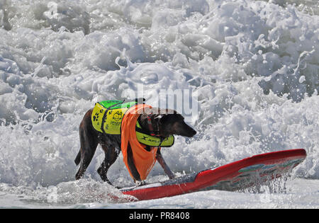 Orange County, USA. 29 Sep, 2018. Ein Hund surft während der jährlichen Surf City Surf Dog Wettbewerb in Huntington Beach, Kalifornien, USA, Sept. 29, 2018. Credit: Li Ying/Xinhua/Alamy leben Nachrichten Stockfoto