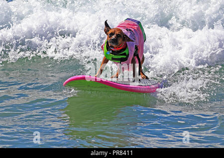 Orange County, USA. 29 Sep, 2018. Ein Hund surft während der jährlichen Surf City Surf Dog Wettbewerb in Huntington Beach, Kalifornien, USA, Sept. 29, 2018. Credit: Li Ying/Xinhua/Alamy leben Nachrichten Stockfoto