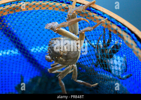 Foto auf Sept. 29, 2018 zeigt eine haarige Krabbe von yangcheng Lake am Bacheng Township, Kunshan City, der ostchinesischen Provinz Jiangsu gefangen. Ji Jiang, 1966 geboren, ist ein yangcheng Lake haarige Krabbe kultivator an Bacheng Stadt von Jiangsu. Im Handel seit 15 Jahren, er hat langjährige Erfahrung in der Kultivierung von behaarte Krabben und wurde berühmt in Bacheng. Aufgrund der guten Wasserqualität der Yangcheng Lake, behaarte Krabben hier besitzen, guten Geschmack und hohen Nährwert. Jedes Jahr wird eine große Zahl der Krabben sind zu Städten in ganz China verkauft wie Stockfoto