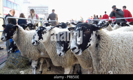 London, Großbritannien. 30. September 2018. Die jährlichen Schafe von der Worshipful Company der Woolmen erfolgt über London Bridge. Die Veranstaltung bringt Kapital für des Herrn Bürgermeisters und des Woolmen Charitable Trust. Credit: Stephen Chung/Alamy leben Nachrichten Stockfoto