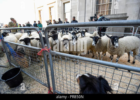 London, Großbritannien. 30. September 2018. Die jährlichen Schafe von der Worshipful Company der Woolmen erfolgt über London Bridge. Die Veranstaltung bringt Kapital für des Herrn Bürgermeisters und des Woolmen Charitable Trust. Credit: Stephen Chung/Alamy leben Nachrichten Stockfoto