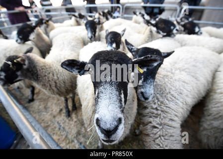 London, Großbritannien. 30. September 2018. Die jährlichen Schafe von der Worshipful Company der Woolmen erfolgt über London Bridge. Die Veranstaltung bringt Kapital für des Herrn Bürgermeisters und des Woolmen Charitable Trust. Credit: Stephen Chung/Alamy leben Nachrichten Stockfoto